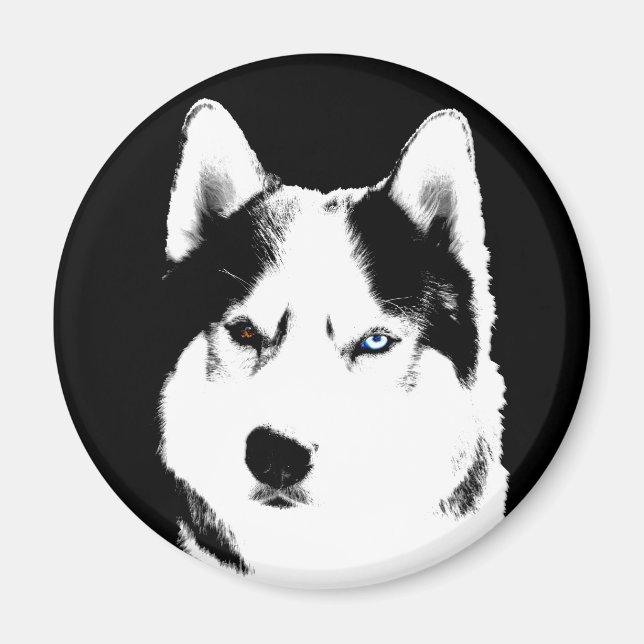 Imán de la Nevera Husky Alaskan Sled Dog Magnet /  (Frente)