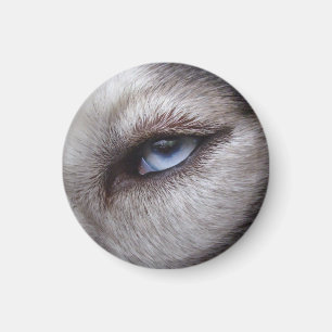 Imán de la Nevera Husky Alaskan Sled Dog Magnet /