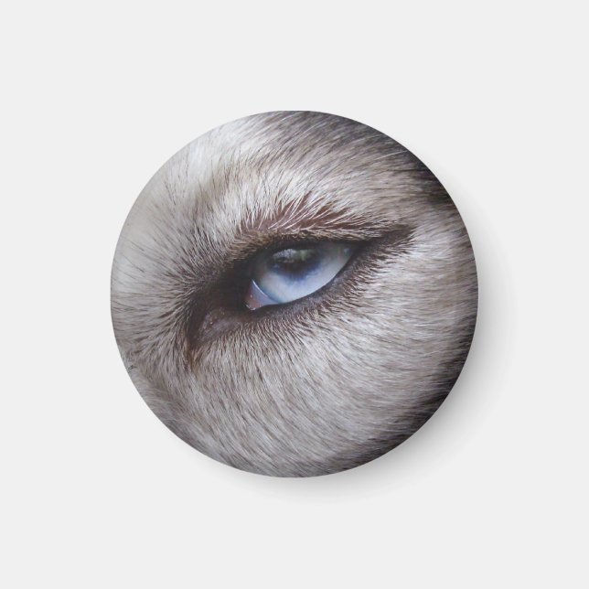 Imán de la Nevera Husky Alaskan Sled Dog Magnet /  (Frente)