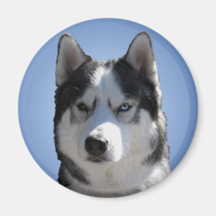 Imán de la Nevera Husky Alaskan Sled Dog Magnet /