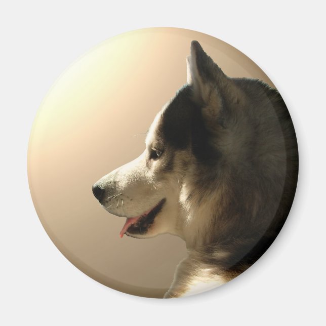 Imán de la Nevera Husky Alaskan Sled Dog Magnet /  (Frente)