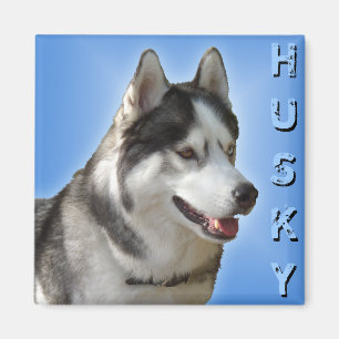 Imán de la Nevera Husky Alaskan Sled Dog Magnet /