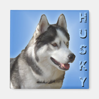 Imán de la Nevera Husky Alaskan Sled Dog Magnet / 