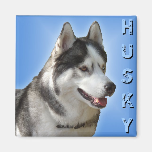 Imán de la Nevera Husky Alaskan Sled Dog Magnet /  (Frente)