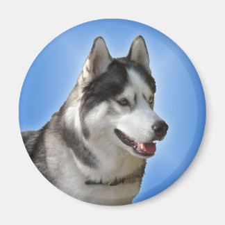 Imán de la Nevera Husky Alaskan Sled Dog Magnet / 
