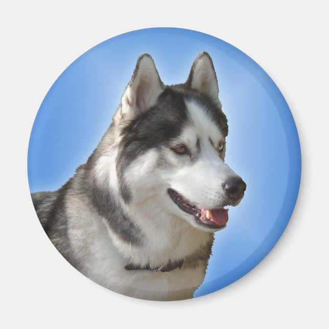 Imán de la Nevera Husky Alaskan Sled Dog Magnet /  (Frente)