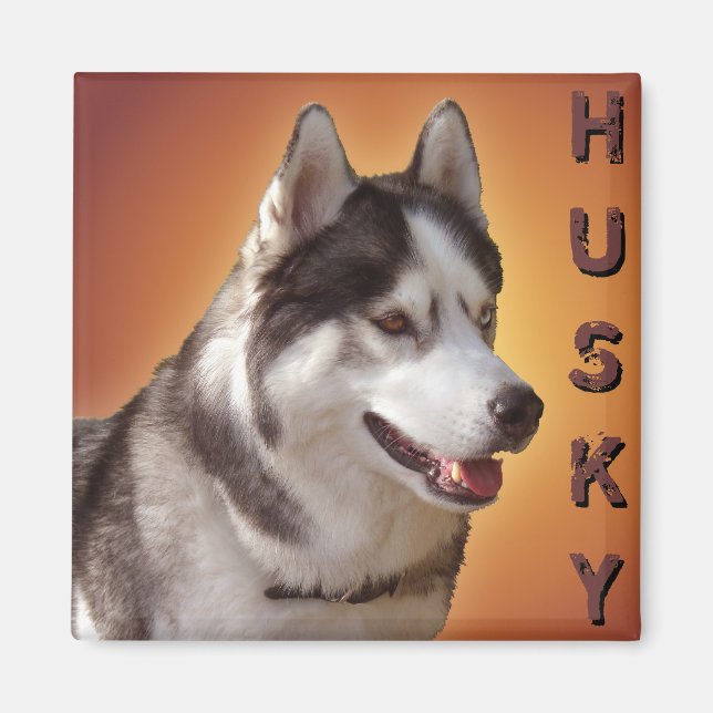 Imán de la Nevera Husky Alaskan Sled Dog Magnet /  (Frente)