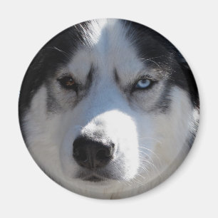 Imán de la Nevera Husky Alaskan Sled Dog Magnet /