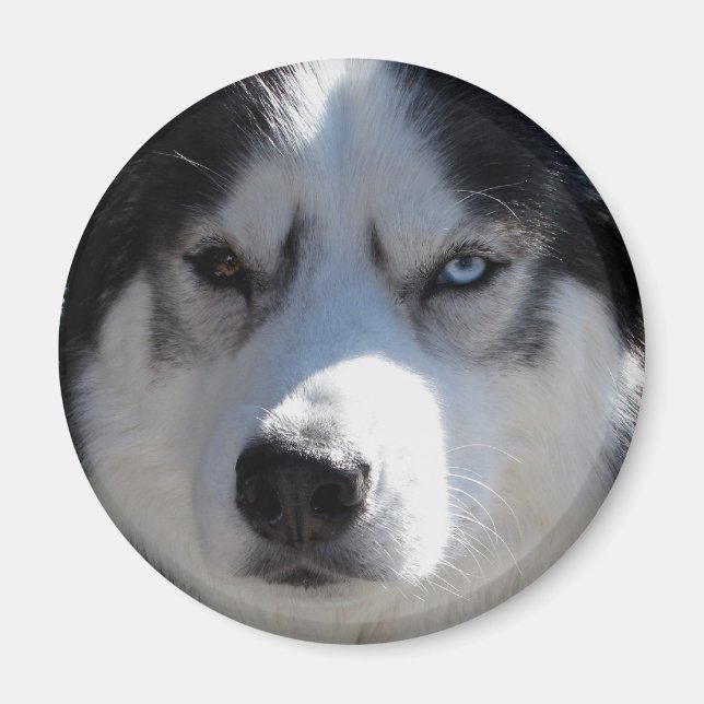 Imán de la Nevera Husky Alaskan Sled Dog Magnet /  (Frente)