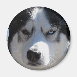 Imán de la Nevera Husky Alaskan Sled Dog Magnet /