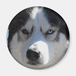Imán de la Nevera Husky Alaskan Sled Dog Magnet / 