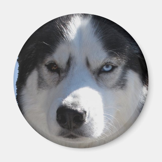 Imán de la Nevera Husky Alaskan Sled Dog Magnet /  (Frente)