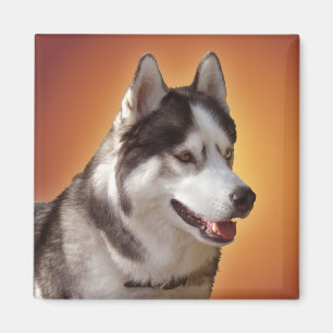Imán de la Nevera Husky Alaskan Sled Dog Magnet /