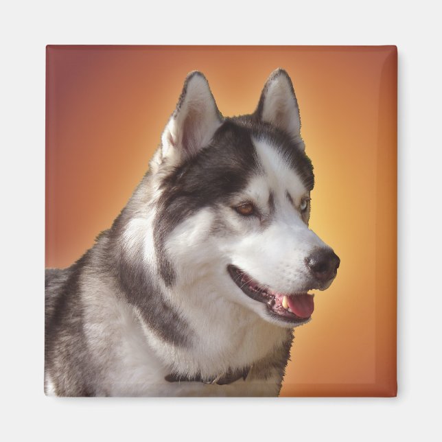 Imán de la Nevera Husky Alaskan Sled Dog Magnet /  (Frente)