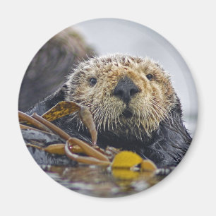 Imán de la nutria de mar