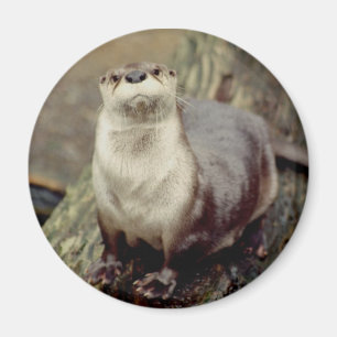 Imán de la nutria de río