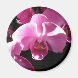 imán de la orquídea