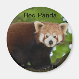 Imán de la panda roja