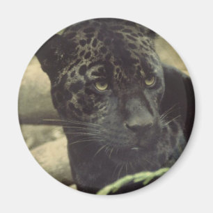 Imán de la pantera negra