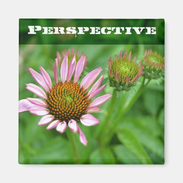 Imán de la perspectiva de Echinacea (Frente)