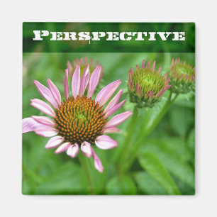 Imán de la perspectiva del Echinacea
