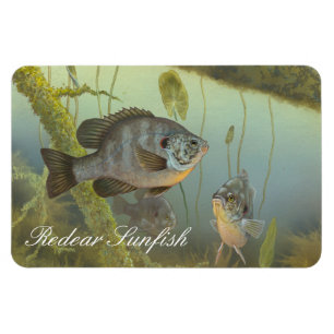 Imán de la pintura del Sunfish de Redear