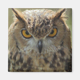 Imán de la Plaza de la Foto de Owl