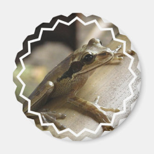 Imán de la rana arbórea