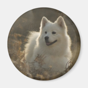 Imán de la raza del perro del samoyedo