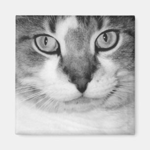 Imán de la salmuera