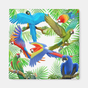 Imán de la selva del Macaw