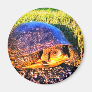 IMÁN DE LA TORTUGA