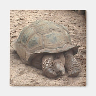 Imán de la tortuga