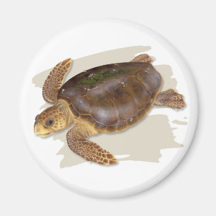 Imán de la tortuga de mar del necio