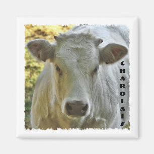 Imán de la vaca de Charolais