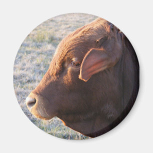 Imán de la vaca: La Bull
