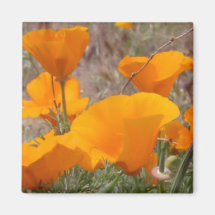 Imán de las amapolas de California