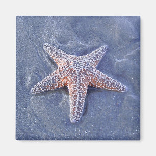 Imán de las estrellas de mar