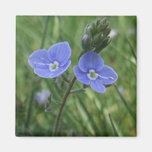 Imán de las flores azules