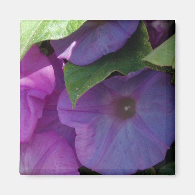 Imán de las flores de gloria de la mañana (Frente)
