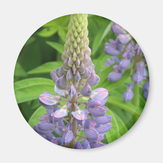 Imán de las flores de lúpulo púrpura (Frente)