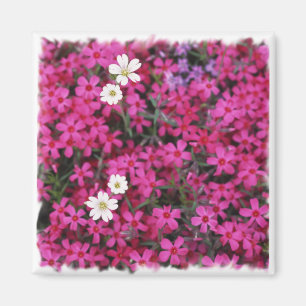 Imán de las flores rosadas y blancas