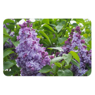 Imán de las lilas