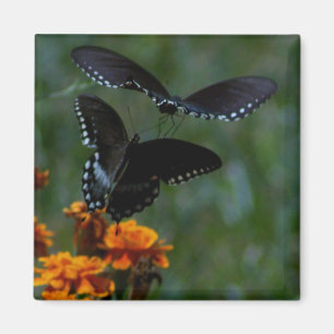 Imán de las mariposas