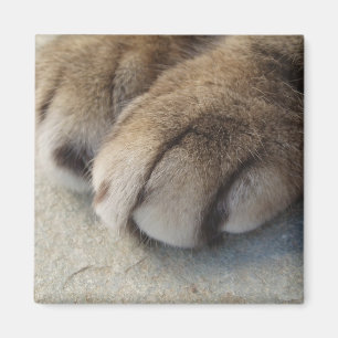 Imán de las patas del gato