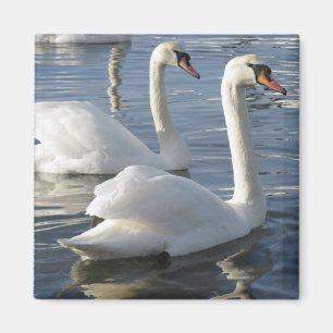 Imán de las reflexiones del cisne