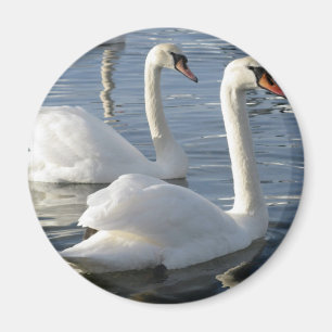 Imán de las reflexiones del cisne