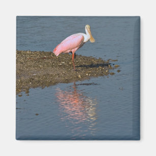 Imán de las reflexiones del Spoonbill