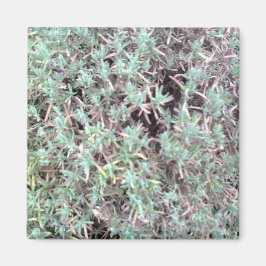imán de lavanda