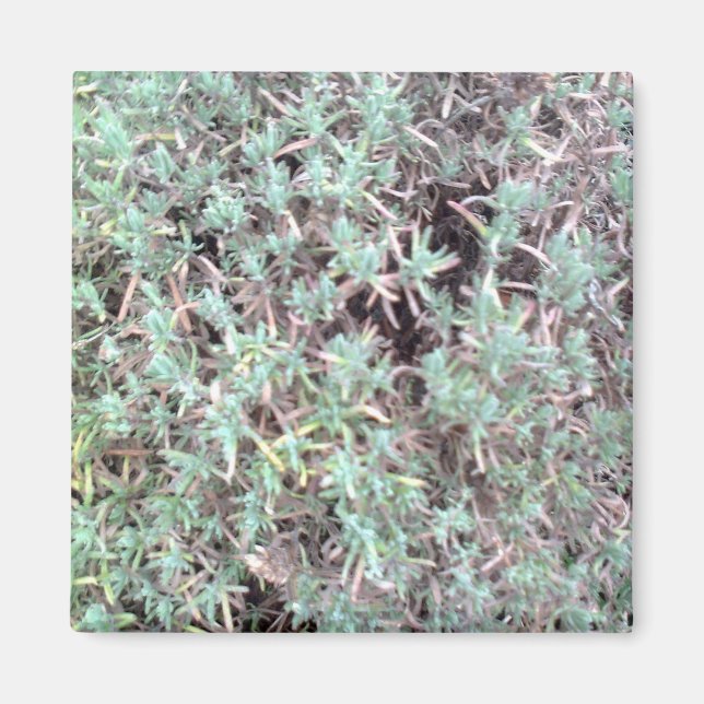 imán de lavanda (Frente)